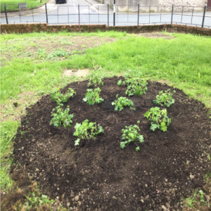 1. Garden Design Carrick on Suir libraries 2