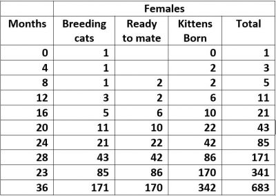 Cats breeding