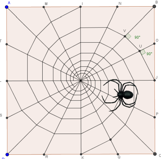 spider web