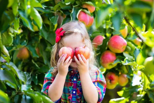 Picking apple