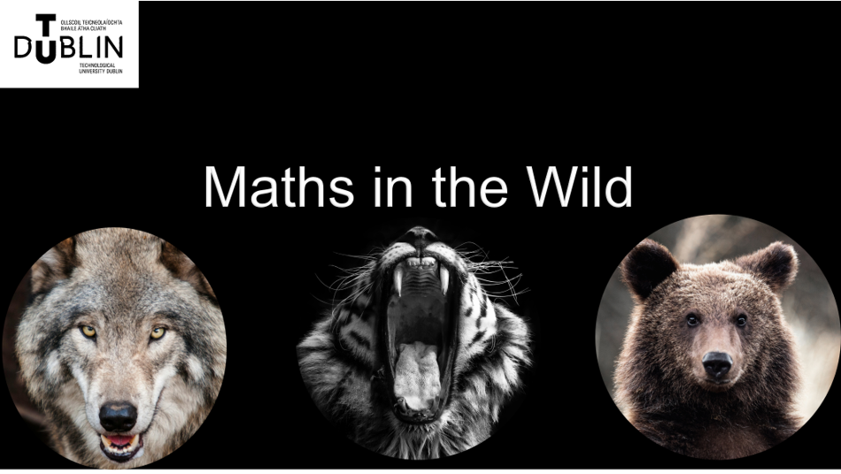 Maths in the Wild Workshops at St. Audoen's NS with John Butler TUD